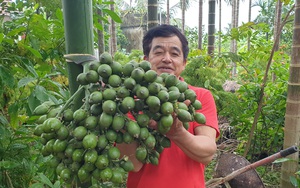 Thanh Hóa: Cau tươi bán giá cao ngất, dân trồng cau mừng như trúng số, &quot;liếc mắt&quot; lên cây là có tiền triệu  