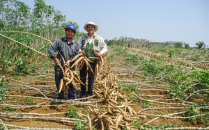 Hơn 90% lượng hàng này của Việt Nam xuất sang Trung Quốc nhưng tiến độ giao hàng rất chậm