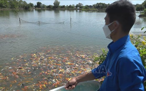 Bình Phước: Nuôi loài cá lạ màu đỏ, màu vàng, trai làng bắt bán lãi 400 triệu