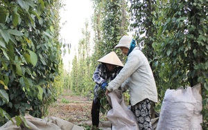 "Vàng đen" trong dân gần như đã hết, giá tiêu sẽ đạt "đỉnh" dịp cuối năm?