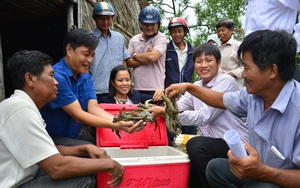 Mô hình tôm-lúa: Nuôi tôm trong ruộng lúa, bắt lên toàn con to bự, ông nông dân Kiên Giang thu hàng trăm triệu