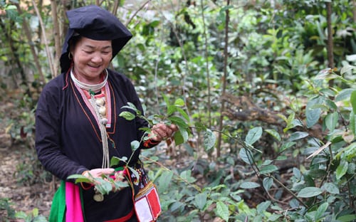 Hà Nội: Nhiều hộ thoát nghèo nhờ trồng dược liệu, nuôi bò ở vùng đệm khu bảo tồn, vườn Quốc gia
