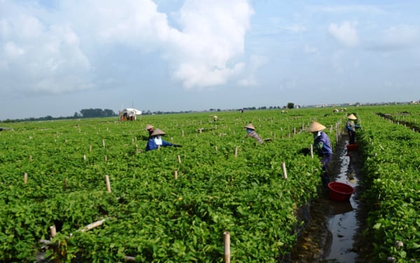Hải Dương: Trồng thứ cây dây bò tứ phía, hái hoa mỏi tay, bán chạy như tôm tươi