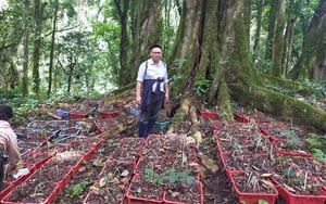 Giám đốc Công ty Sâm Việt Nam phản hồi về thông tin sở hữu 10ha sâm Ngọc Linh ở Kon Tum