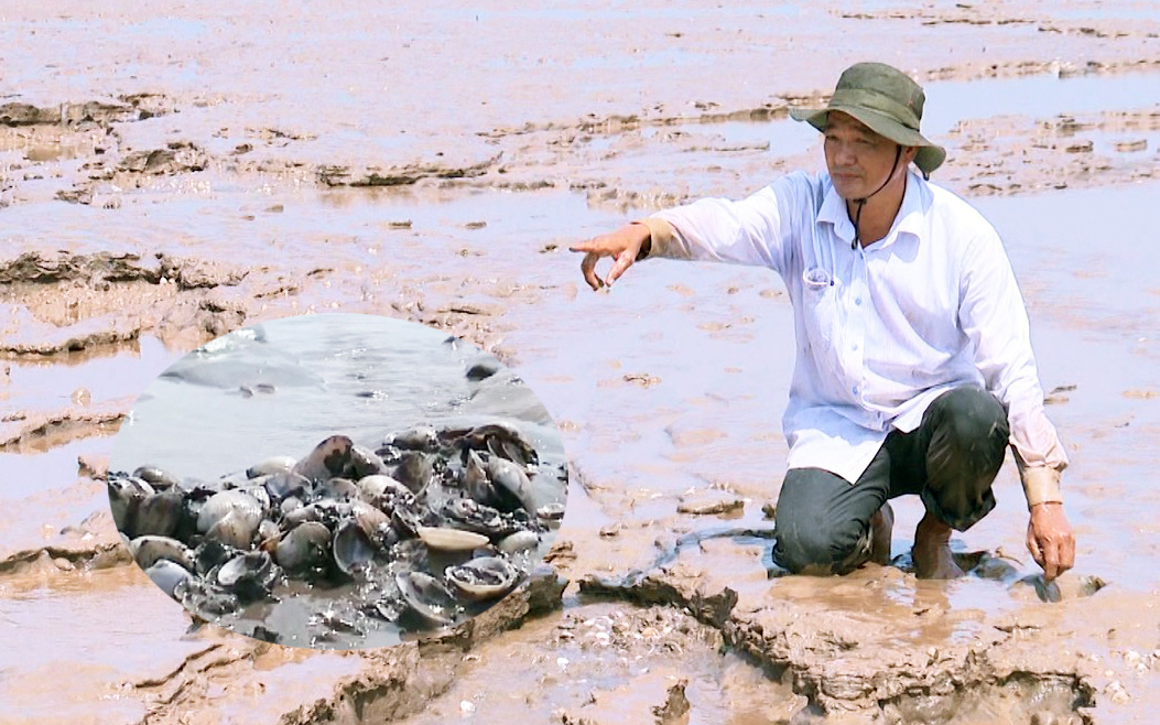 Bạc Liêu: Hàng trăm tấn nghêu chết bất thường, tiền tỷ trôi ra biển, nông dân cầu cứu