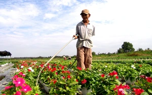 Chưa ra chợ tết, hoa tết đã kém “tươi”