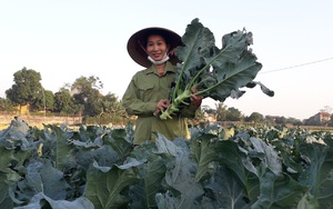 Thái Nguyên: HTX trồng toàn rau sạch, dịch Covid-19 bán vẫn đắt hàng, thậm chí phải từ chối đơn