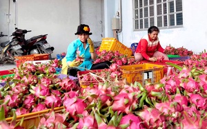 Xuất khẩu trái cây vào Trung Quốc: Rau quả cũng phải có "mã số định danh" chính xác (bài 4)