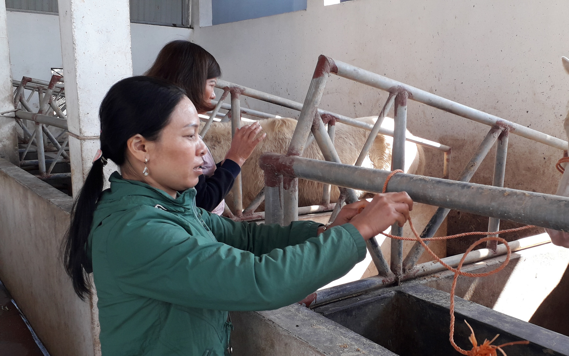 Hội Nông dân tỉnh Thái Nguyên giải ngân 3,4 tỷ đồng Quỹ Hỗ trợ nông dân thực hiện 7 dự án trồng trọt, chăn nuôi