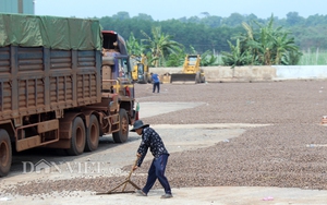 Các nước tranh nhau mua điều nhân, vì sao giá điều thô trong nước vẫn giảm sâu?