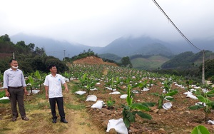 Thái Nguyên: Trồng giống chuối gì mà nông dân nơi đây lãi ròng chỉ sau 2 năm?