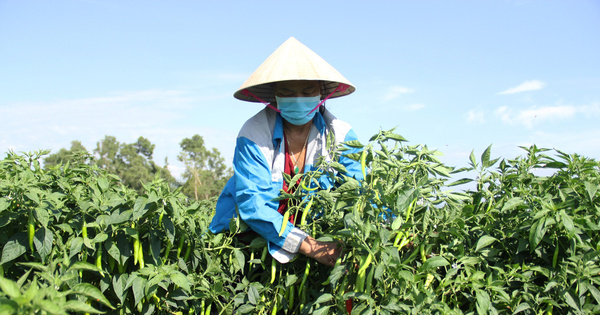 Nông dân Đà Nẵng 'cay mắt' dù đón một vụ ớt được mùa