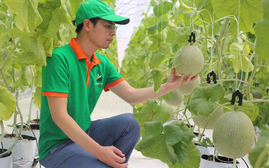 Anh nông dân Hòa Bình trồng dưa lưới &quot;đẻ&quot; trên 200 tấn quả/năm, dưa ngọt lịm, không có để bán
