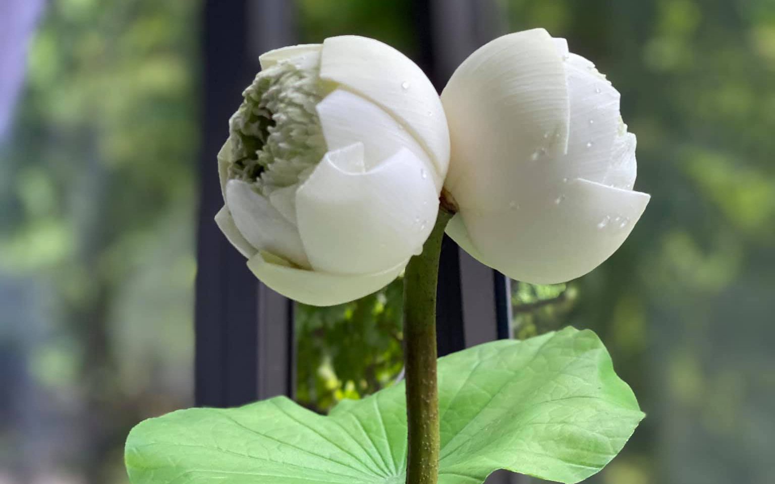 Quý hiếm đóa hoa sen sinh đôi trông như &quot;biến dị&quot;, giá  300.000 đồng/cành vẫn nhiều người chờ được mua