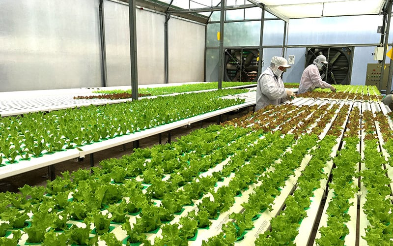Chuyển đổi số để xây dựng nông thôn mới thông minh