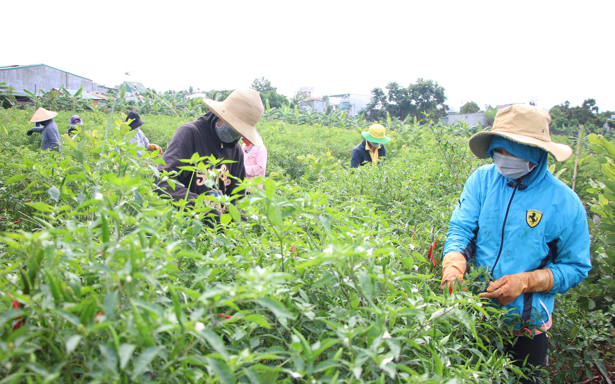 Đắk Lắk: Trồng ớt nhiều nơi vứt bỏ đỏ vườn, ở đây nông dân trồng kiểu gì mà hái mỏi tay bán vèo vèo?