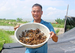 Nghệ An: Anh nông dân huyện lúa thu bộn tiền nhờ &quot;thả&quot; cua trên ruộng