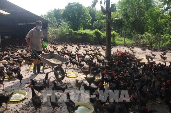 Giá thức ăn chăn nuôi tăng cao