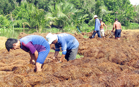 Hậu Giang: Giá bán loại nấm ăn ngọt lừ này tăng cao, nông dân ra đồng hối hả đắp ụ trồng