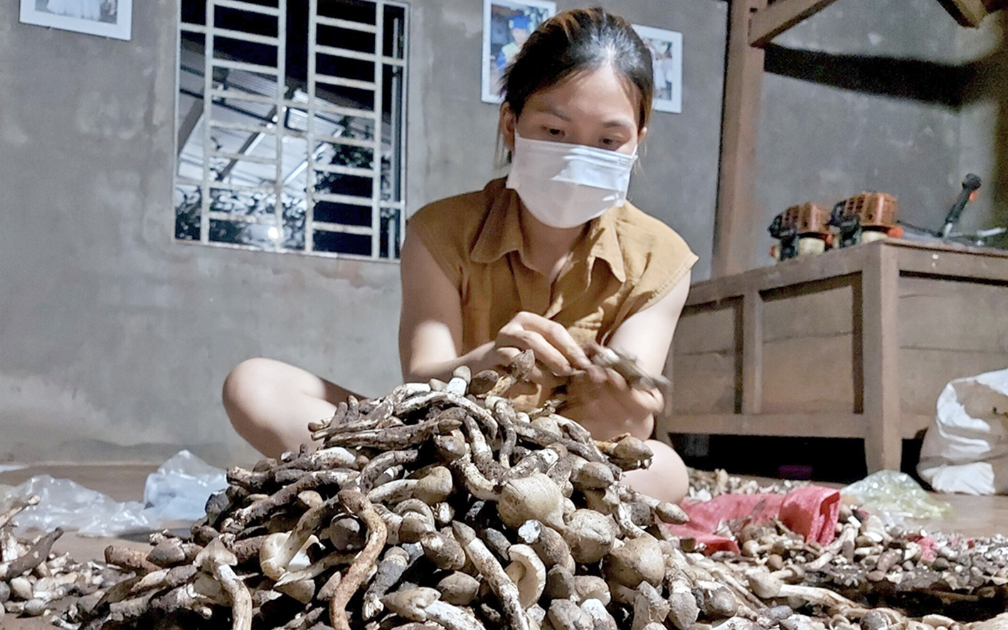Gia Lai: Vô rừng săn thứ mọc lạ dưới đất mà gọi là &quot;lộc trời&quot;, bán thành đặc sản kiếm tiền triệu mỗi ngày