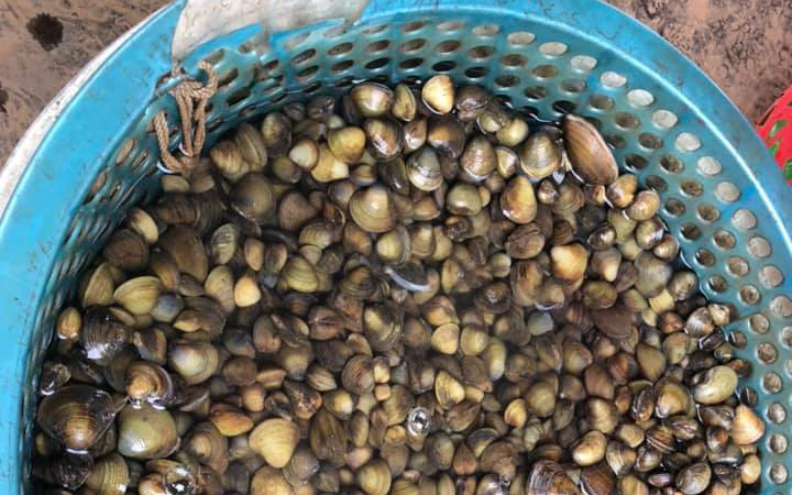 Quảng Nam: Cả làng này từ thời cha ông mở đất cho đến nay chỉ làm nghề đi lùi dưới sông bắt con đặc sản
