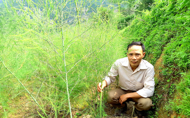 Hà Giang: Mang thứ rau lạ lên núi trồng, ai ngờ bán vài kg rau lạ bằng cả tạ rau quen