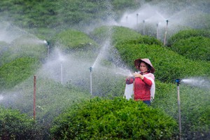 Lắp camera theo dõi rau, gắn chip lên bò sữa - ngành nông nghiệp Lâm Đồng đang bứt tốc (bài 2)