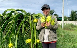 Lạ lùng Bình Thuận, loại quả được mệnh danh là “rồng vàng” phải 2 lần chín mới thơm ngon &quot;nhức nách&quot;