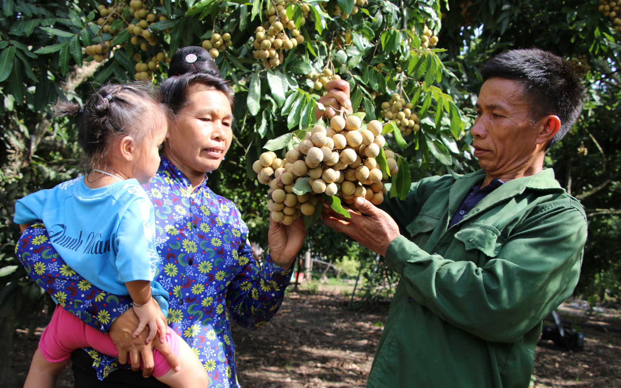 Sơn La: Lão nông bắt đất nương cằn cỗi nhả ra bạc triệu