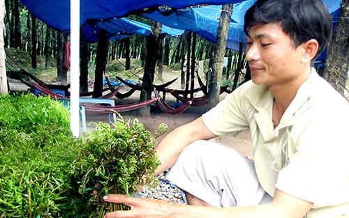 Đồng Nai: Thứ rau dại đọc tên kiểu gì cũng "nghe kỳ kỳ"-từ quà quê thành đặc sản phố thị