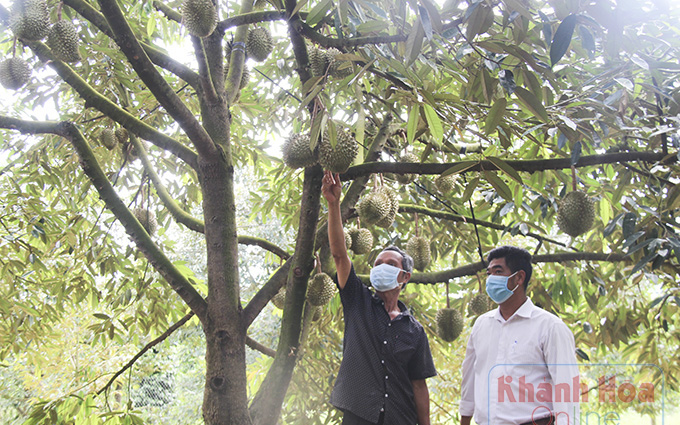Covid-19 Khánh Hòa: Trái cây đặc sản Khánh Sơn trúng mùa chưa từng thấy, nhìn cây trĩu trái mà dân lo ngay ngáy