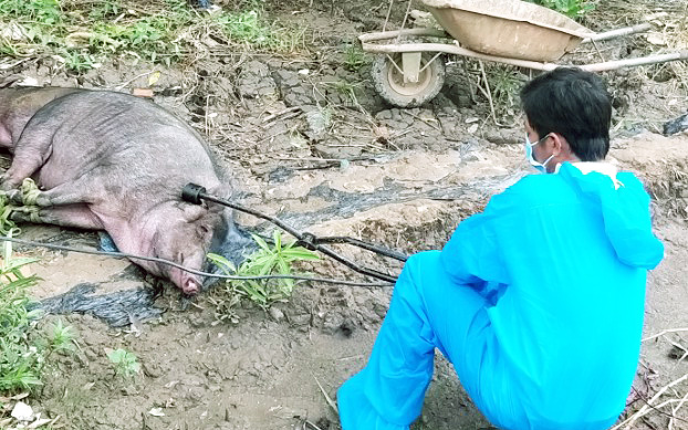Cà Mau: Hơn 13 tấn heo phải tiêu hủy vì mắc dịch tả heo Châu Phi
