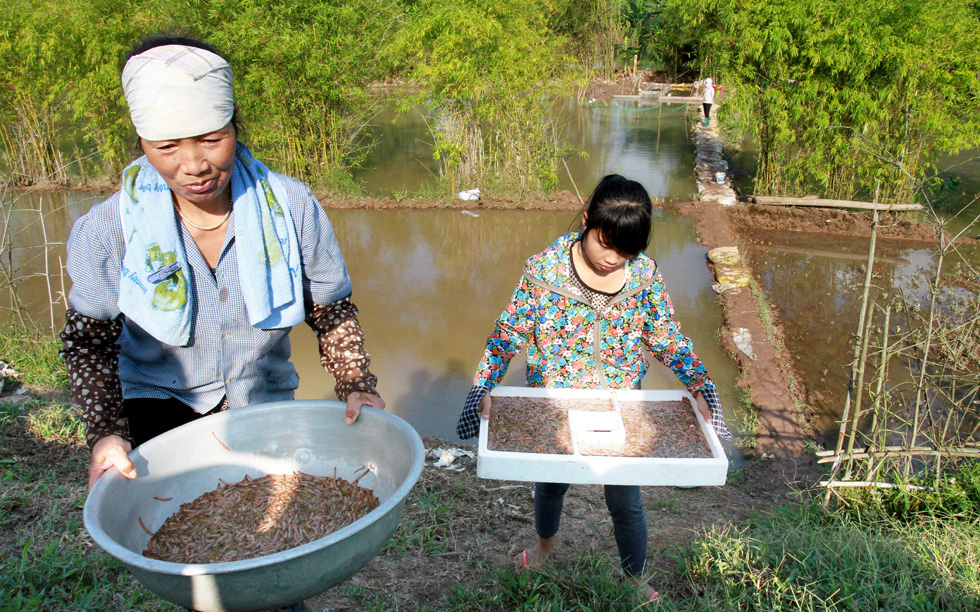 Hải Dương: Có vốn nuôi rươi đặc sản, trồng cây ăn quả, hộ nghèo nhanh khấm khá