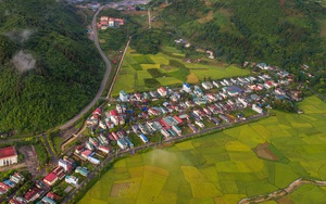 Lào Cai: Đẹp ngỡ ngàng mùa lúa chín vàng trong mây ở Mường Khương