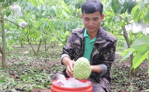 Sơn La: Chuyên canh cây na theo hướng nông nghiệp sạch, HTX Mé Lếch thu hàng tỷ đồng