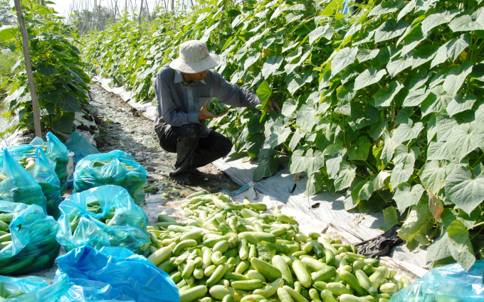 Long An: Trồng dưa leo sạch quả nào quả đấy dài ngoằng, to tướng, thu nhập tăng rõ rệt
