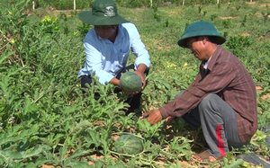 Mô hình trồng dưa hấu hữu cơ trên đất lúa thiếu nước