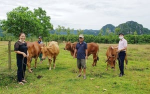 Quảng Bình: Vay vốn ưu đãi từ Ngân hàng Chính sách xã hội, nhiều hộ nông dân thành triệu phú