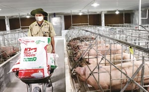 Masan MEATLife tái cấu trúc lại mảng thức ăn chăn nuôi: Tập trung phát triển ngành thịt