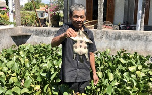 Nuôi loài ăn tạp và ít mắc bệnh, nông dân ở TT-Huế “ngồi mát ăn bát vàng”