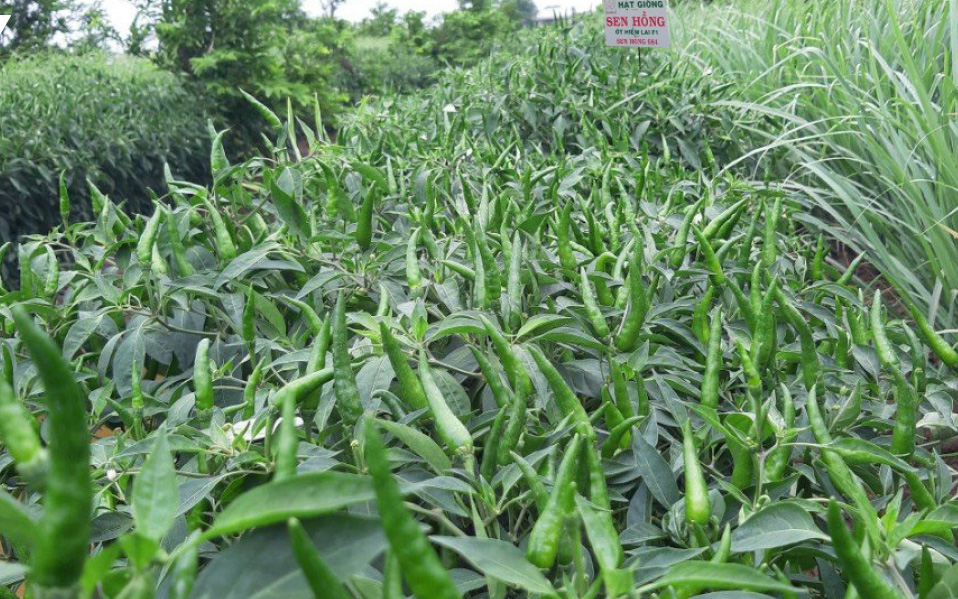 Tiền Giang: Nông dân mừng ra mặt vì nhiều mặt hàng nông sản lên giá