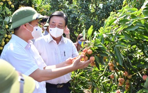 Cấp &quot;căn cước công dân&quot; cho cây trồng, vật nuôi (bài 3): Có tên, nông sản Việt băng băng bay Âu - Mỹ