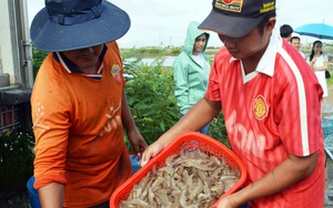 Cấp &quot;căn cước công dân&quot; cho cây trồng, vật nuôi (bài 2): Tiêu thụ nội địa cũng cần mã số 