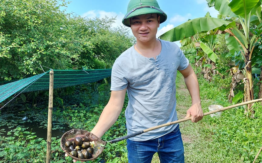 Hải Phòng: Nuôi ốc đặc sản dày đặc trong ao bèo, anh nông dân đẹp giai thu 20 triệu đồng mỗi tháng