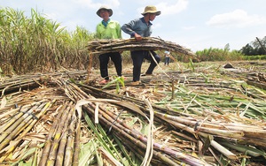 Hậu Giang: Nhà máy đường Phụng Hiệp hoạt động bình thường, nỗ lực thu mua hết mía cho dân