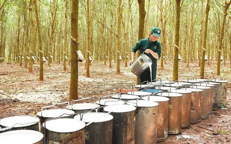 Những điều này sẽ tác động đến giá và thị trường xuất khẩu cao su của Việt Nam trong năm 2022