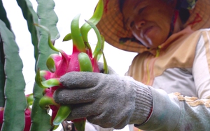 Giá thanh long đì đẹt, nông dân vuốt ve, nâng niu đủ kiểu mà thương lái chẳng thấy đâu