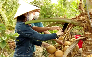 Tiền Giang: Trồng hai loại trái chưng mâm ngũ quả, thôn nữ “rốn phèn” đủng đỉnh thu bộn tiền chợ Tết