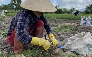 Bình Định: Trồng thứ cây trông như hành, sát tết túm lá nhổ bật lên toàn củ trắng, giá bán tăng bất ngờ