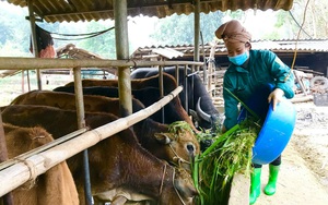 Nông thôn Tây Bắc: Trồng cỏ, nuôi trâu, bò nhốt chuồng để làm giàu